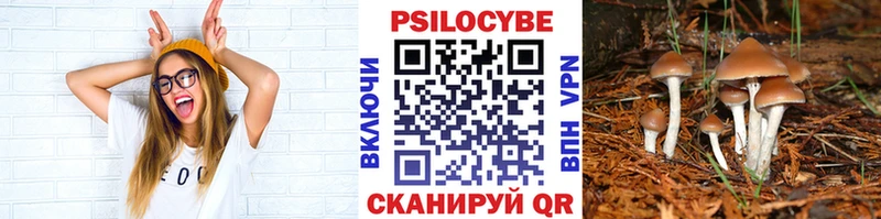 darknet наркотические препараты Володарск Псилоцибиновые грибы мухоморы закладка